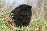 CHOW CHOW 220